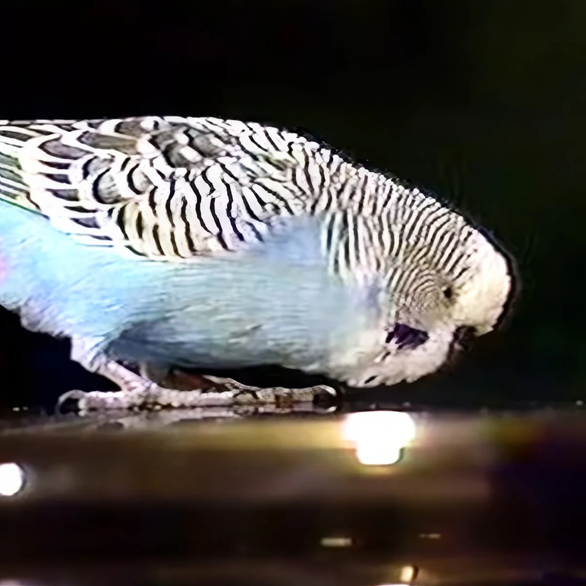 A zebra finch with striped wings and a blue belly perches on a branch, its beak open.