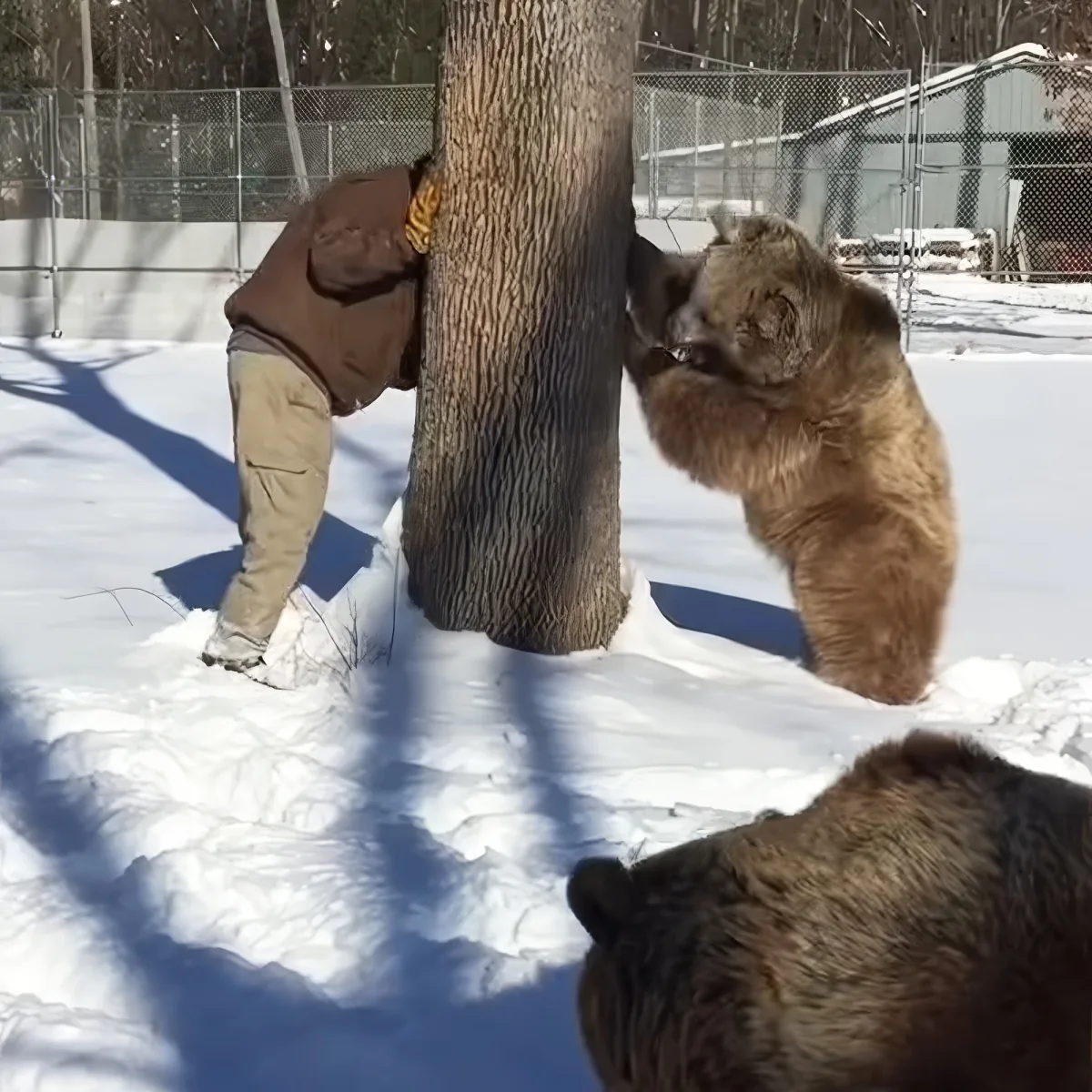Man playing with grizzly bears