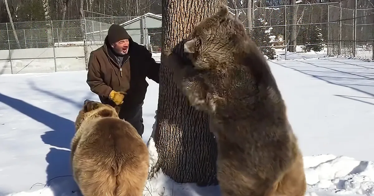 Man Plays Peekaboo With Grizzly Bears