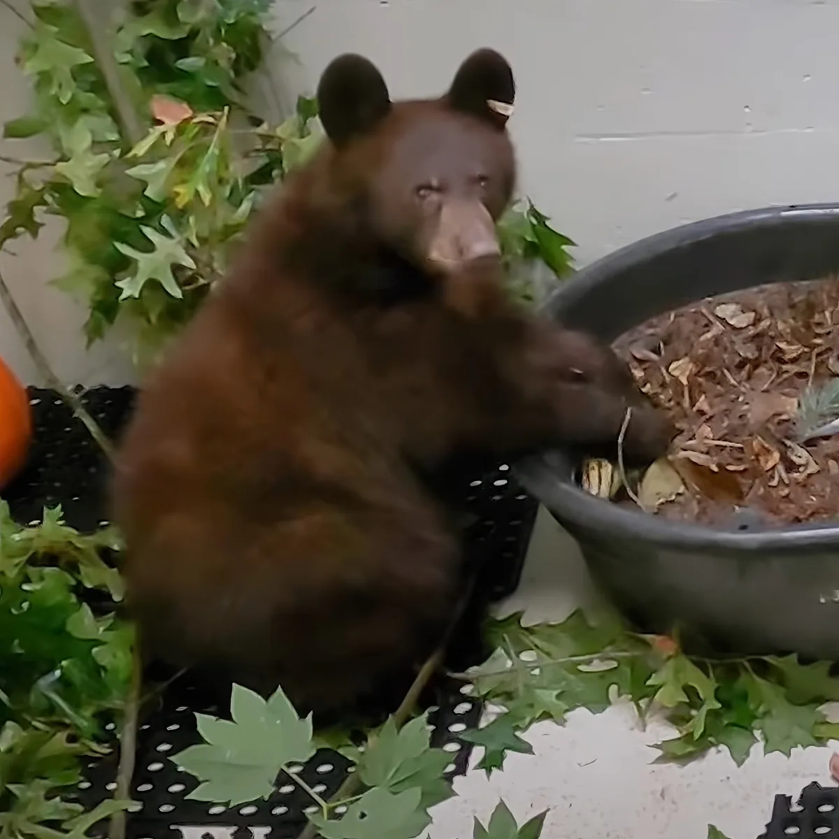 A bear cub is reaching into a large pot filled with leaves and dirt.