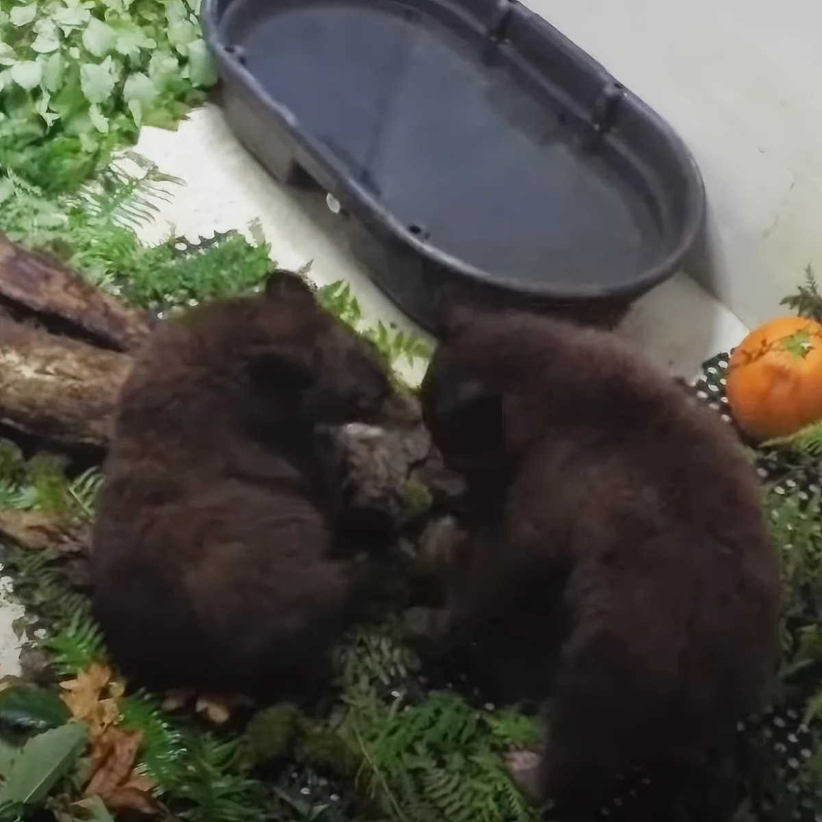 Rescued baby bear cubs