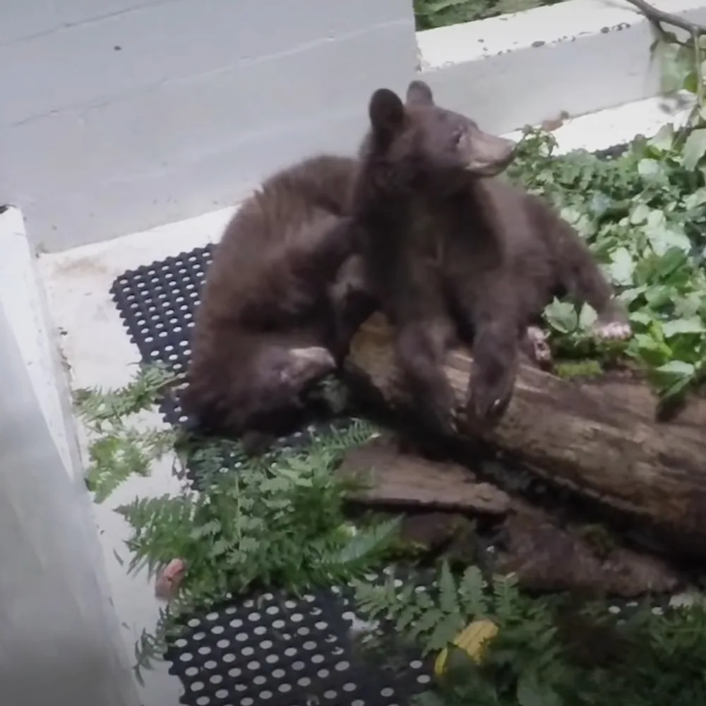 Rescued baby bear cubs