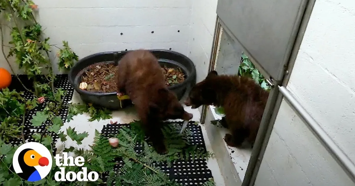 Rescued Baby Bear Cubs Hug After 7-Month Separation