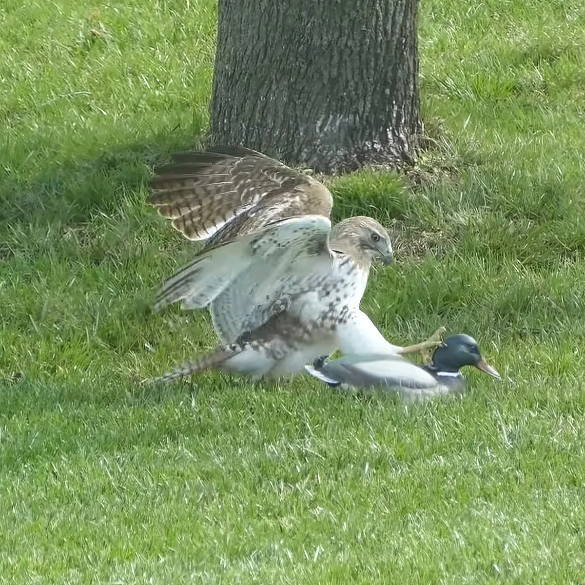 A hawk is attacking a mallard duck on a grassy field near a tree.