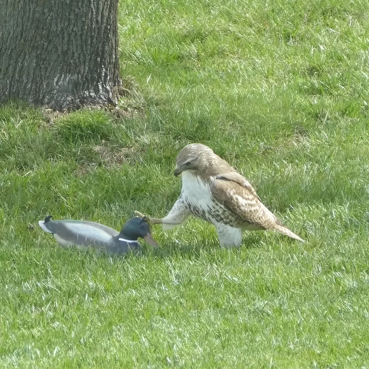 A hawk attacks a mallard duck on a grassy field near a tree.