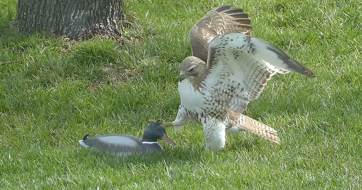 A hawk with outstretched wings stands over a duck on a grassy field near a tree.