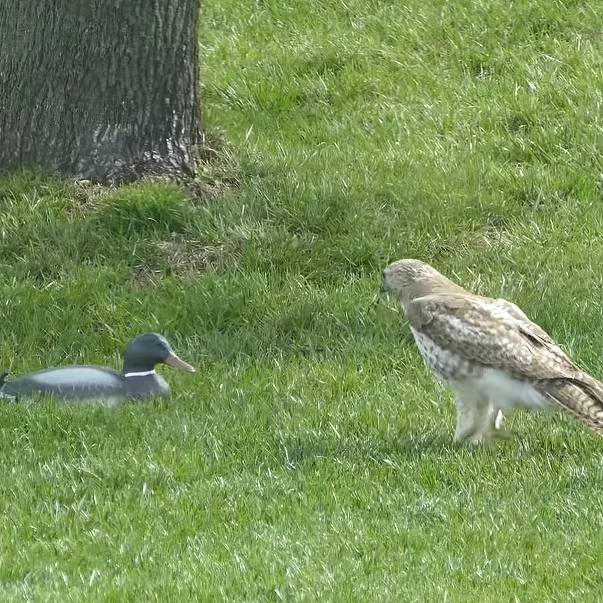 A hawk stands on grass, facing a duck, with a tree trunk in the background.