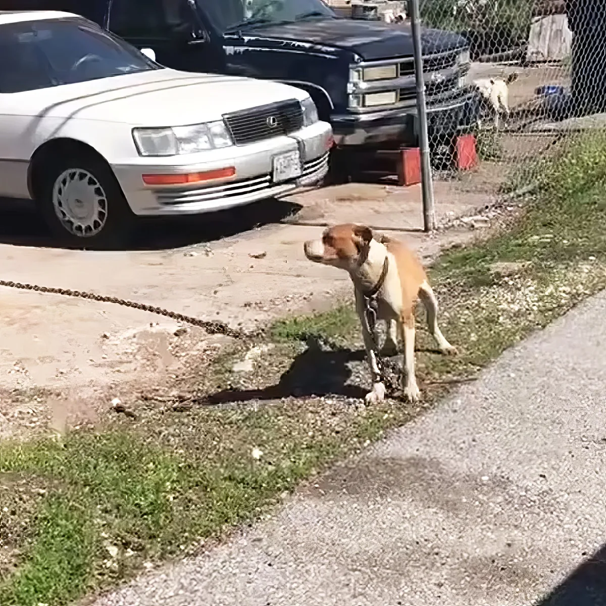 A dog on a chain stands on grass near a sidewalk, with a white car and a black truck in the background.