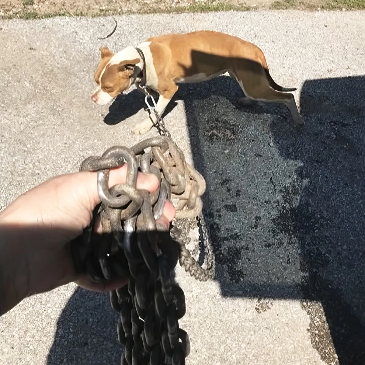 A hand holds a large chain, with a dog in the background on a leash.