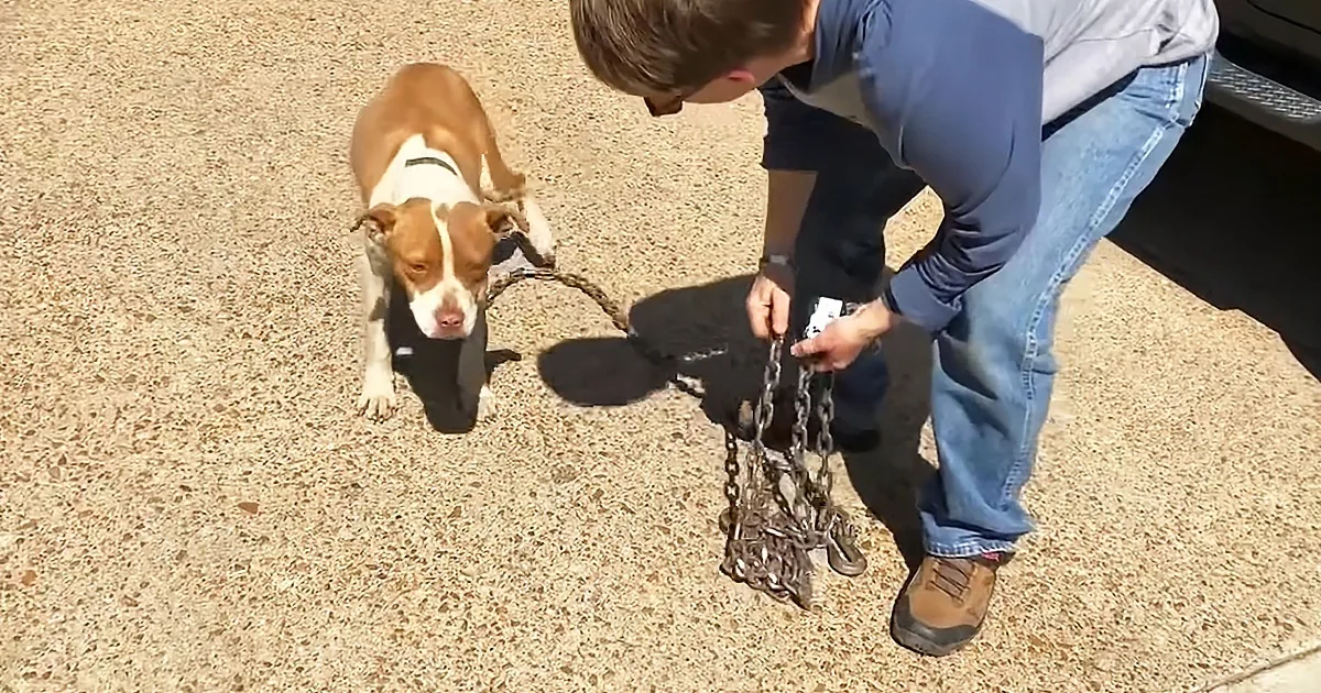 Woman Frees Starving Stray Dog From 10-Pound Chain