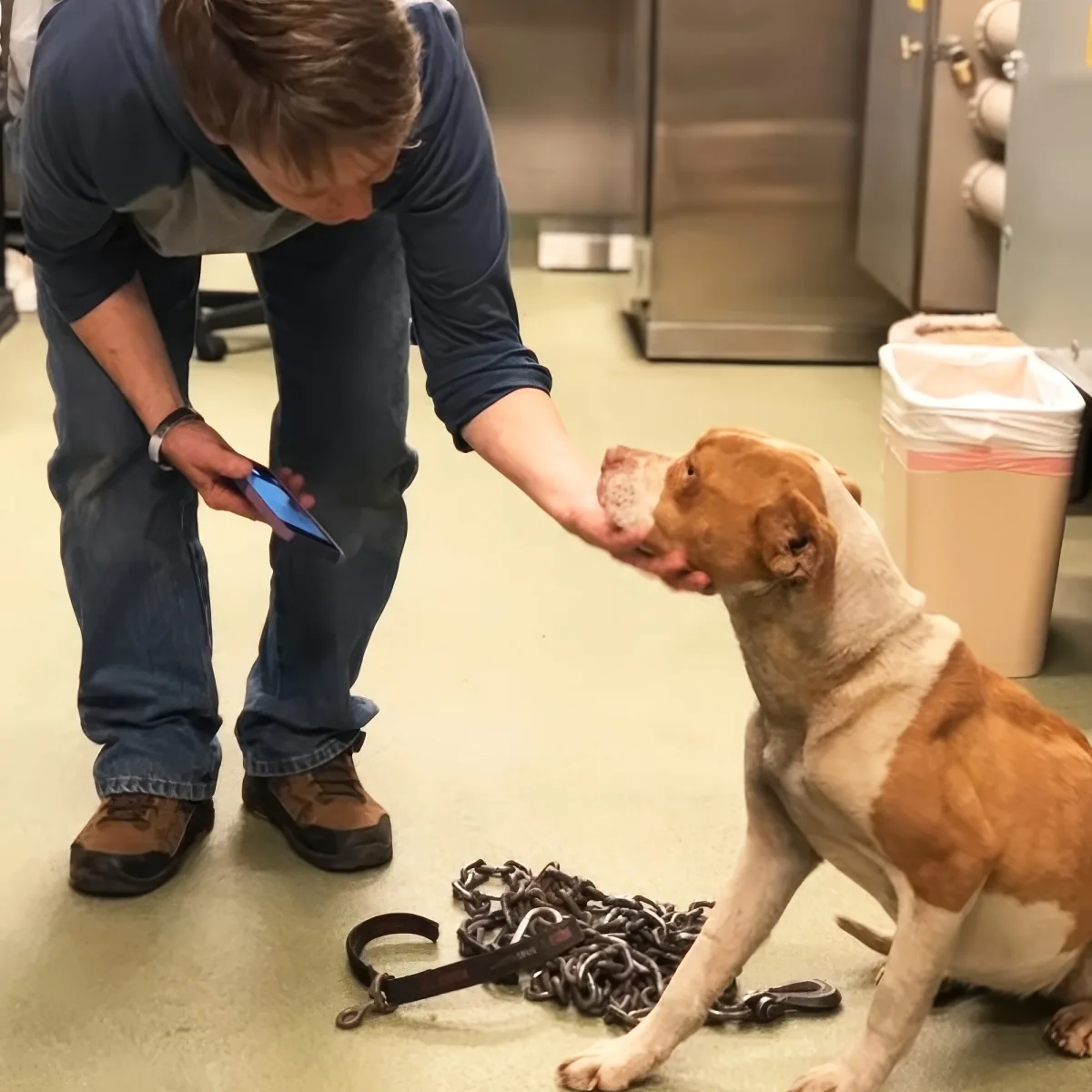 A man pets a brown and white dog while holding a phone, with leashes on the floor.