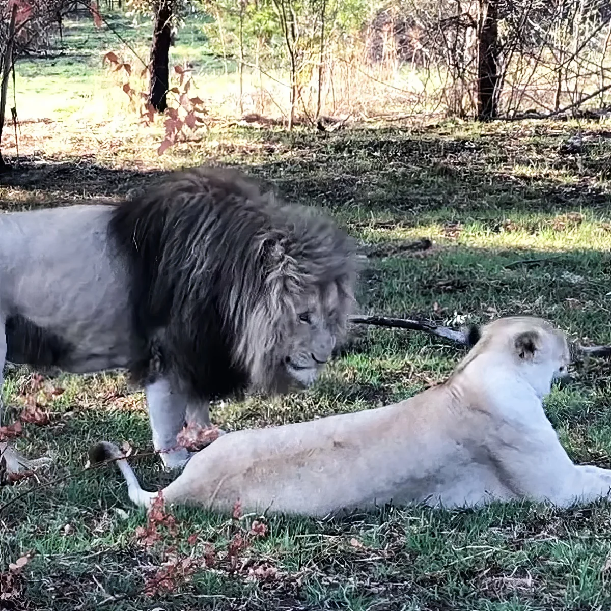 A lion and a lioness rest on grass, the male lion standing over the female.