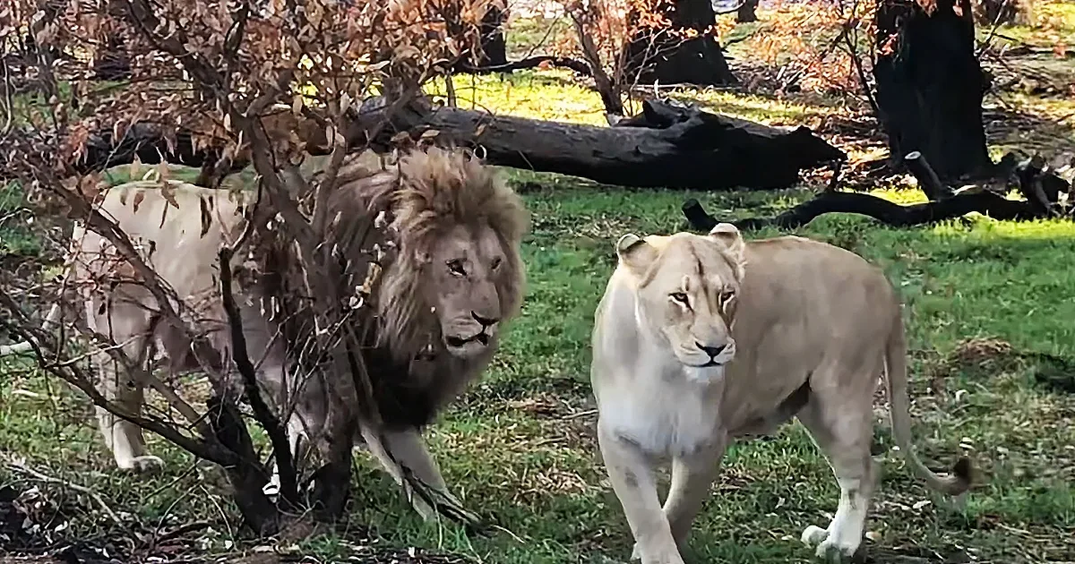 Possessive Lion Follows Girlfriend Like a Shadow