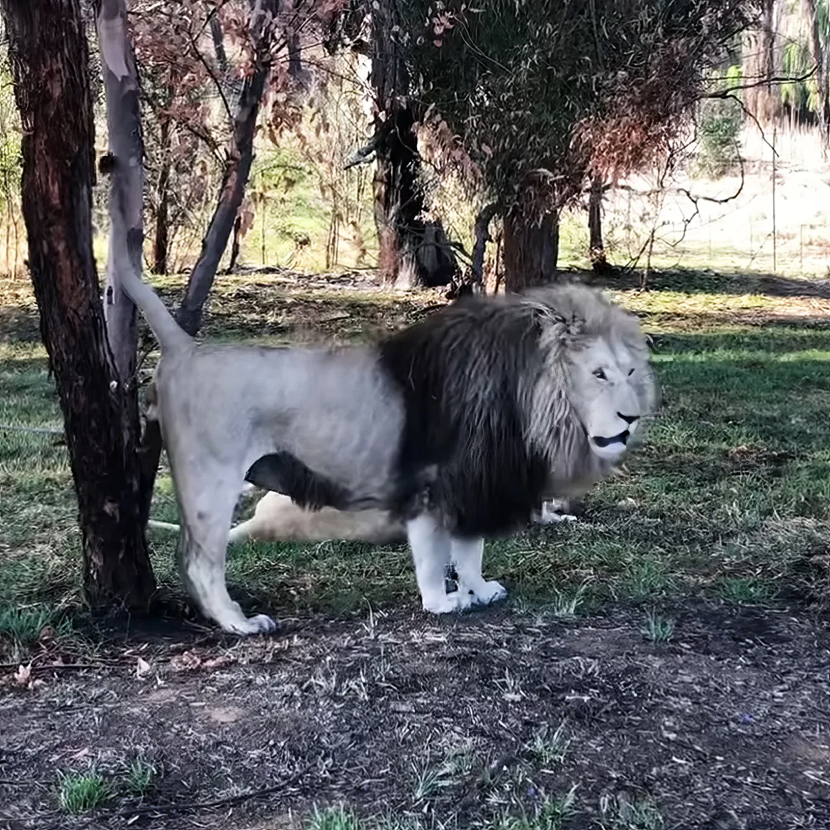 A lion with a thick mane stands near a tree in a grassy area with scattered leaves.