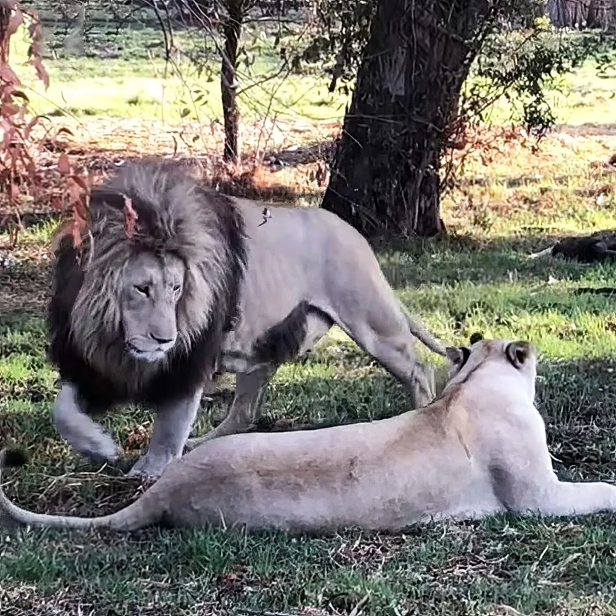A male lion stands over a female lion lying on the grass in a natural setting.
