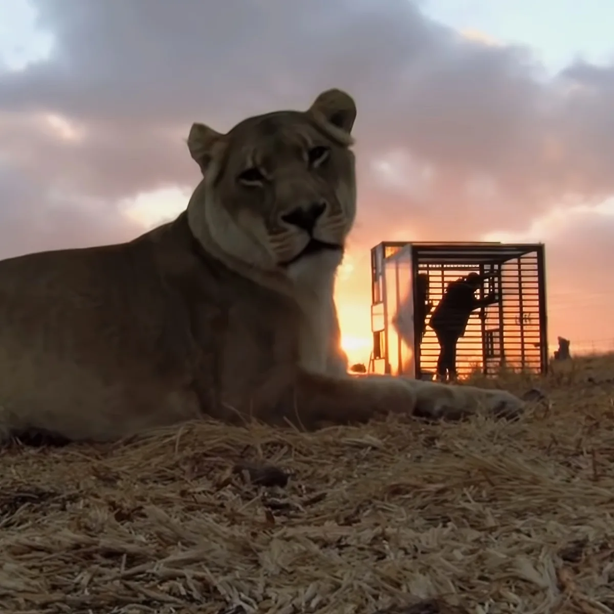 Caged humans experience wild lions