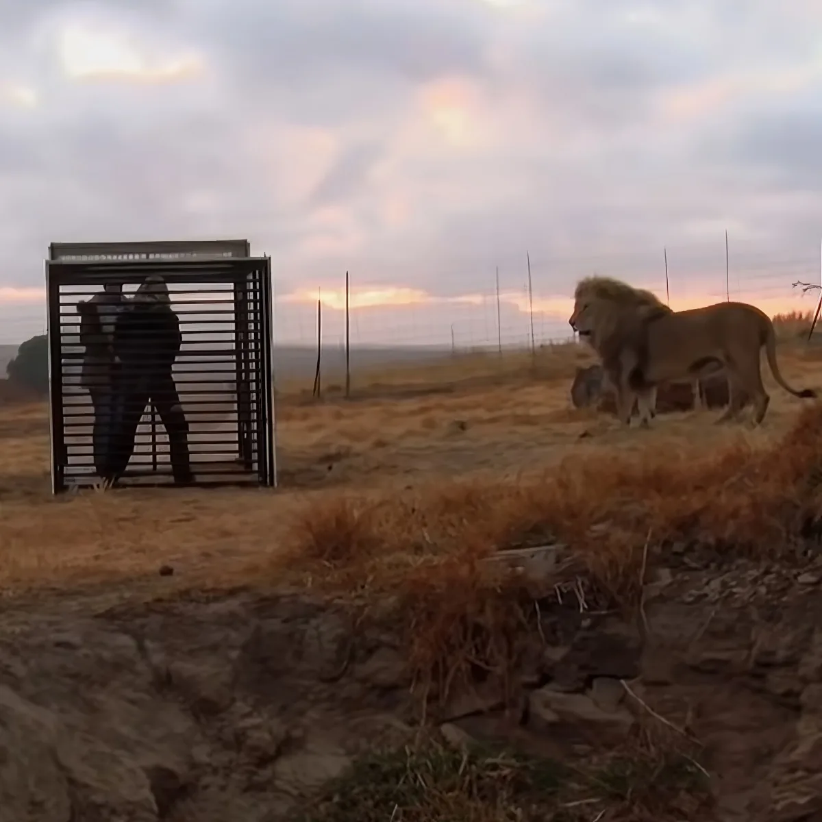Caged humans experience wild lions