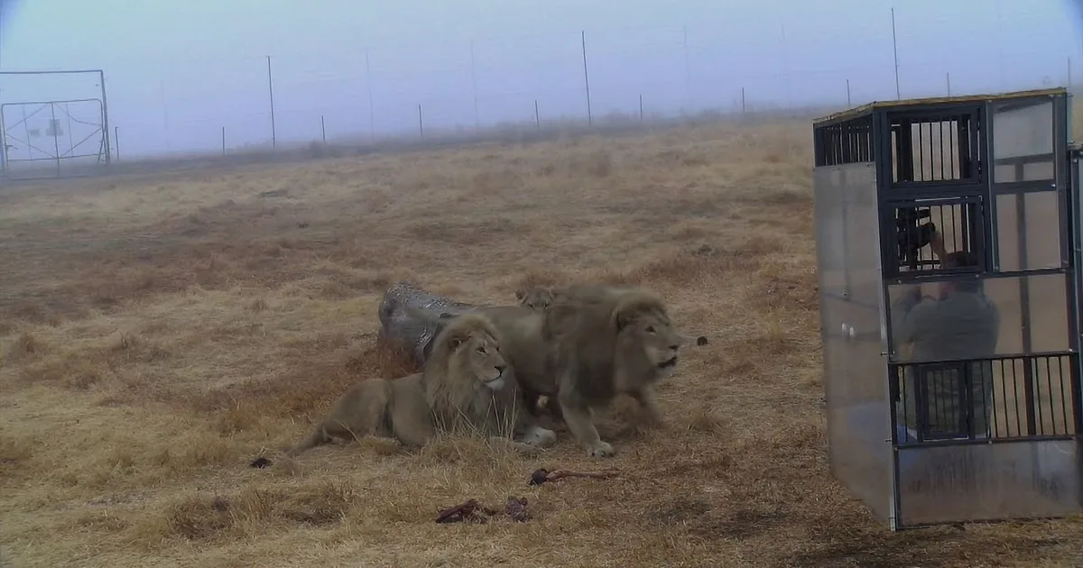 Caged Humans Experience Wild Lions up Close in Bone-Chilling Experience