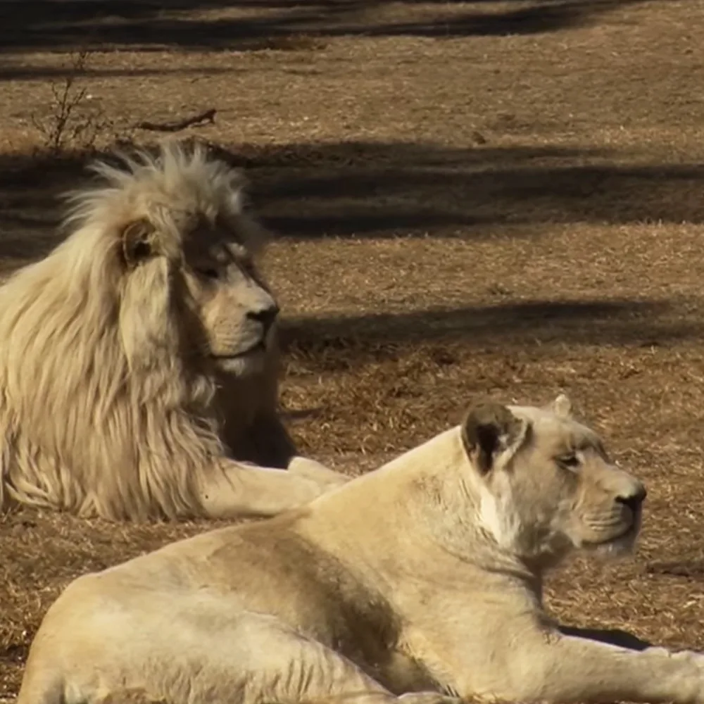 A lion and a lioness with light-colored fur rest on dry ground under a tree's shadow.