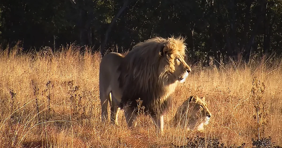 Sanctuary Supports Lion Conservation With Breathtaking Video