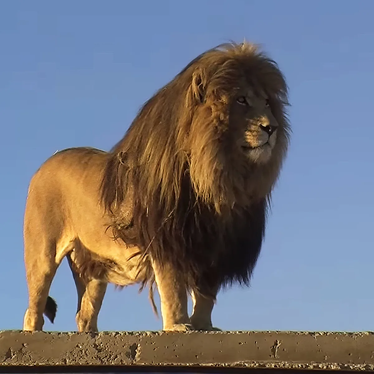 A majestic lion with a large mane stands atop a concrete structure against a clear blue sky.
