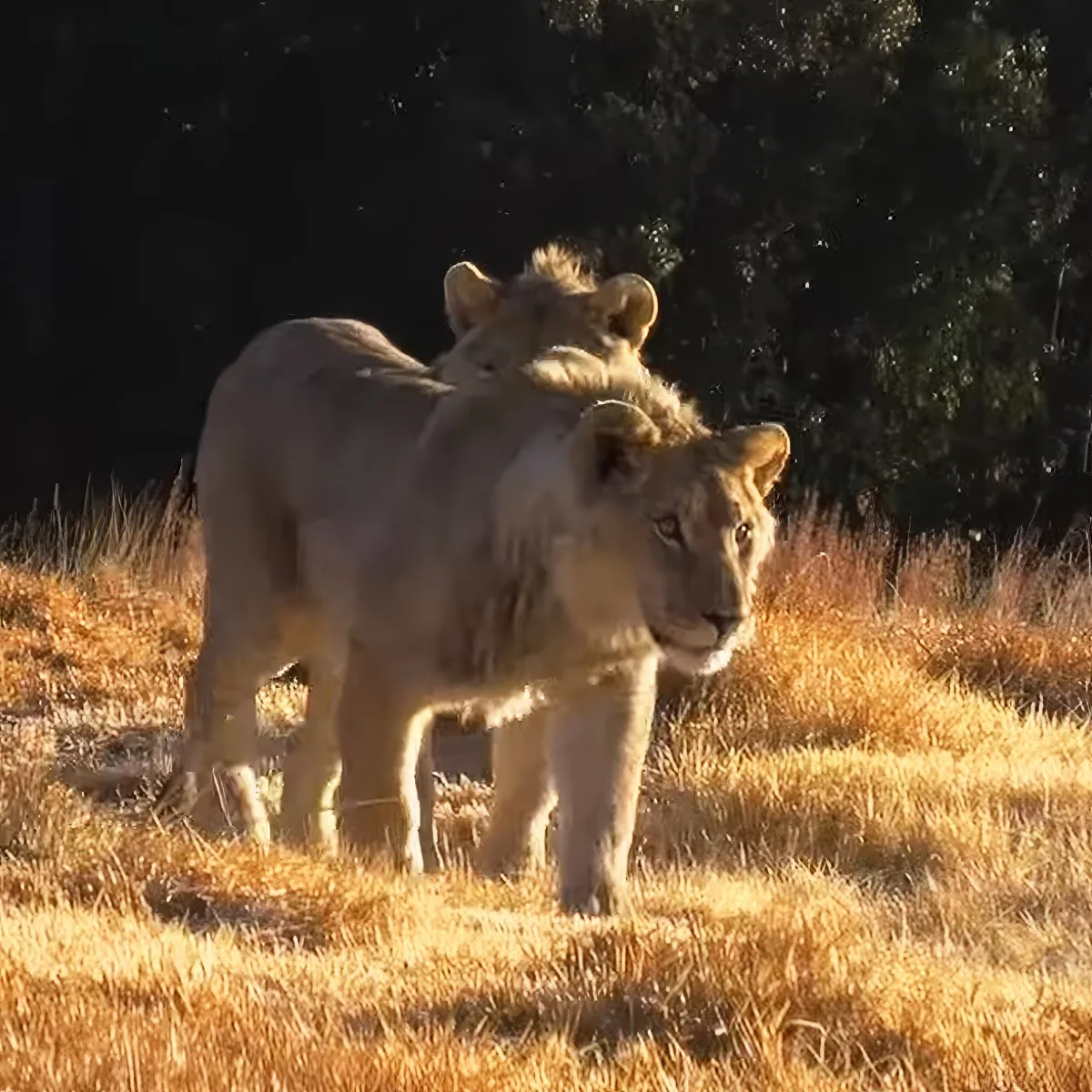 Two lions stand in golden grass, one slightly behind the other, facing forward.