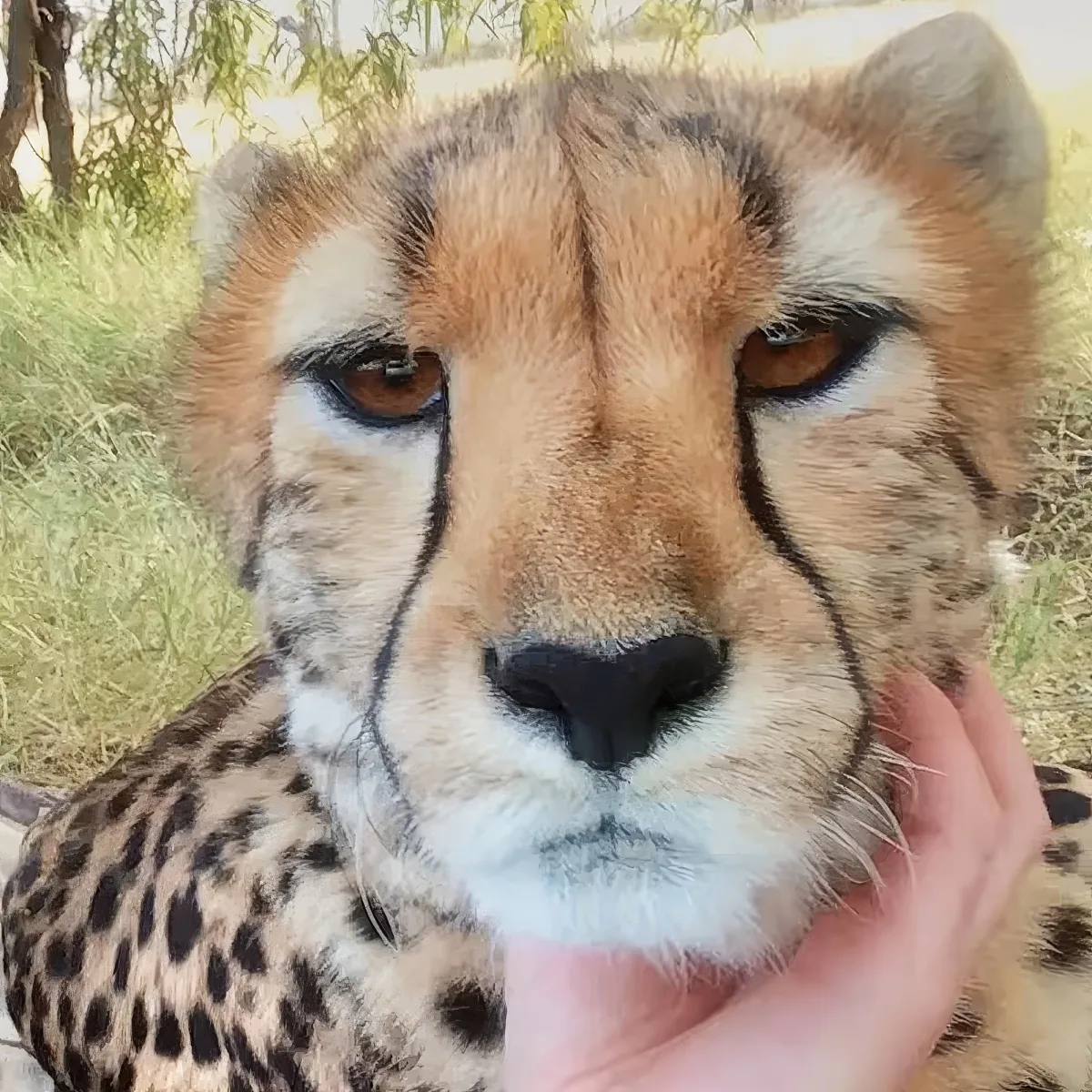 A close-up of a cheetah being gently petted by a hand, with a grassy background.