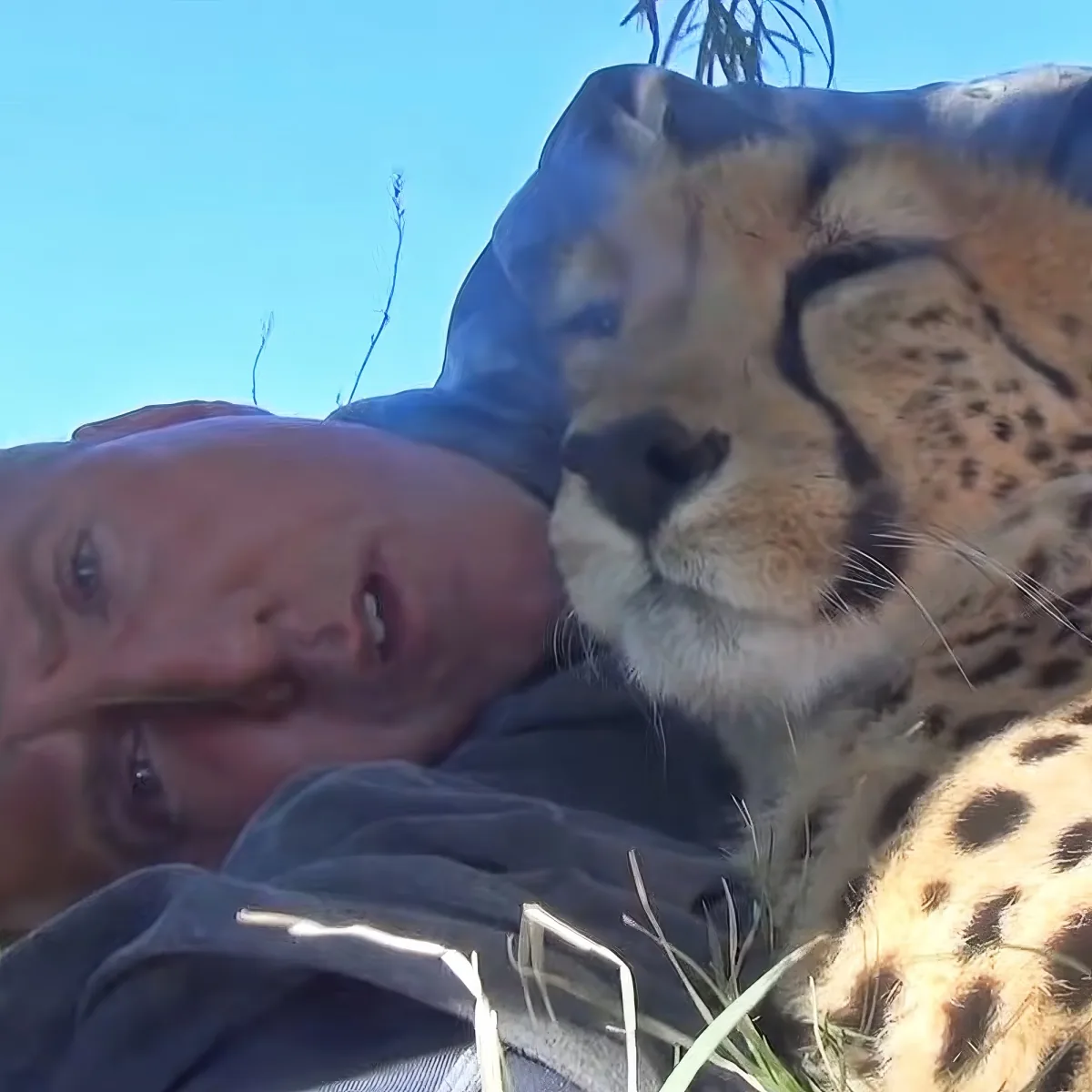 A close-up of a cheetah resting its head on a person's shoulder, with a clear blue sky in the background.