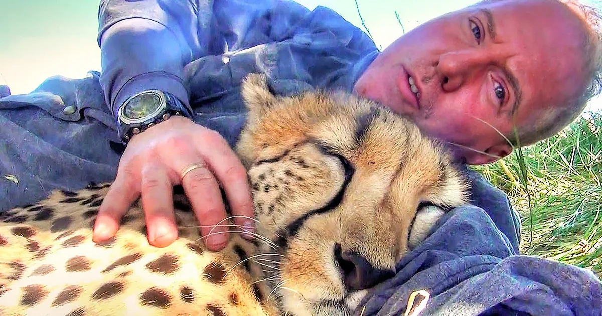 Affectionate Cheetah Snuggles up to Her Favorite Human
