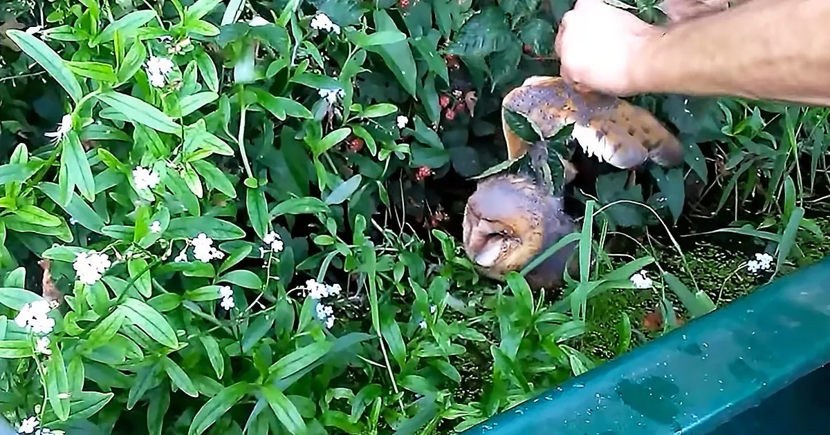 A barn owl is being held by a person amidst green foliage and small white flowers.