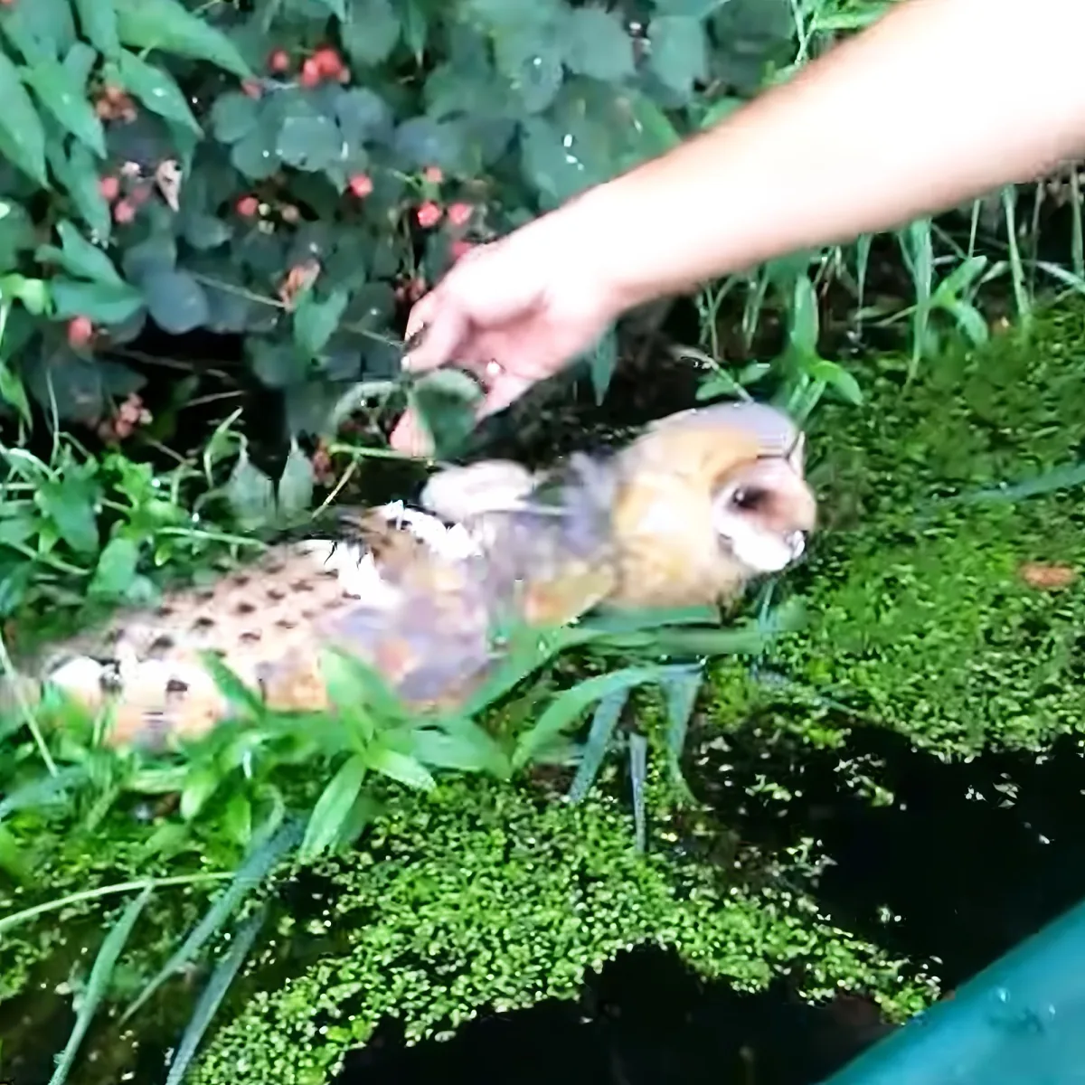 A person gently touches a small, spotted animal, possibly a serval, in a lush green environment.