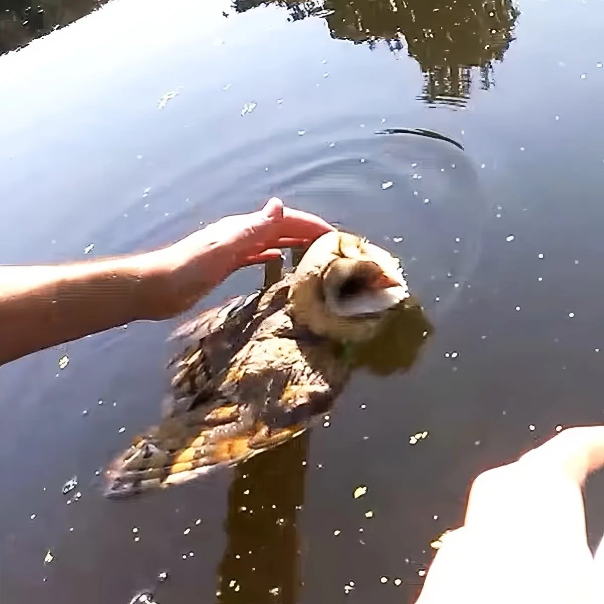 A person holds a turtle in shallow water, with its head above the surface.