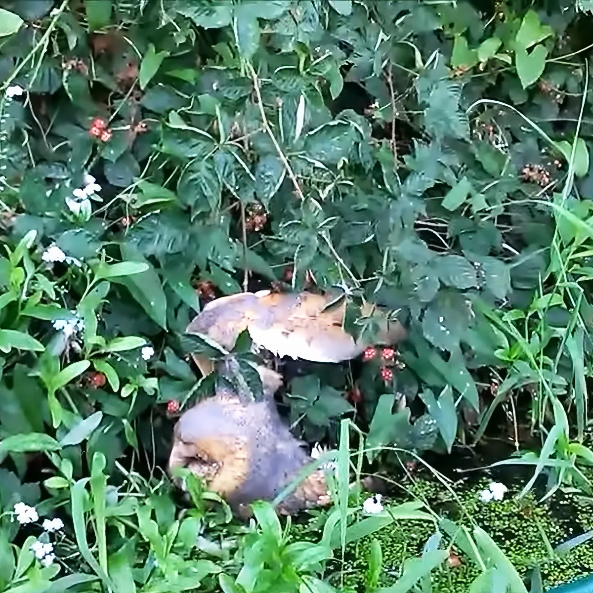 Two mushrooms grow amidst green foliage and small white flowers in a natural setting.