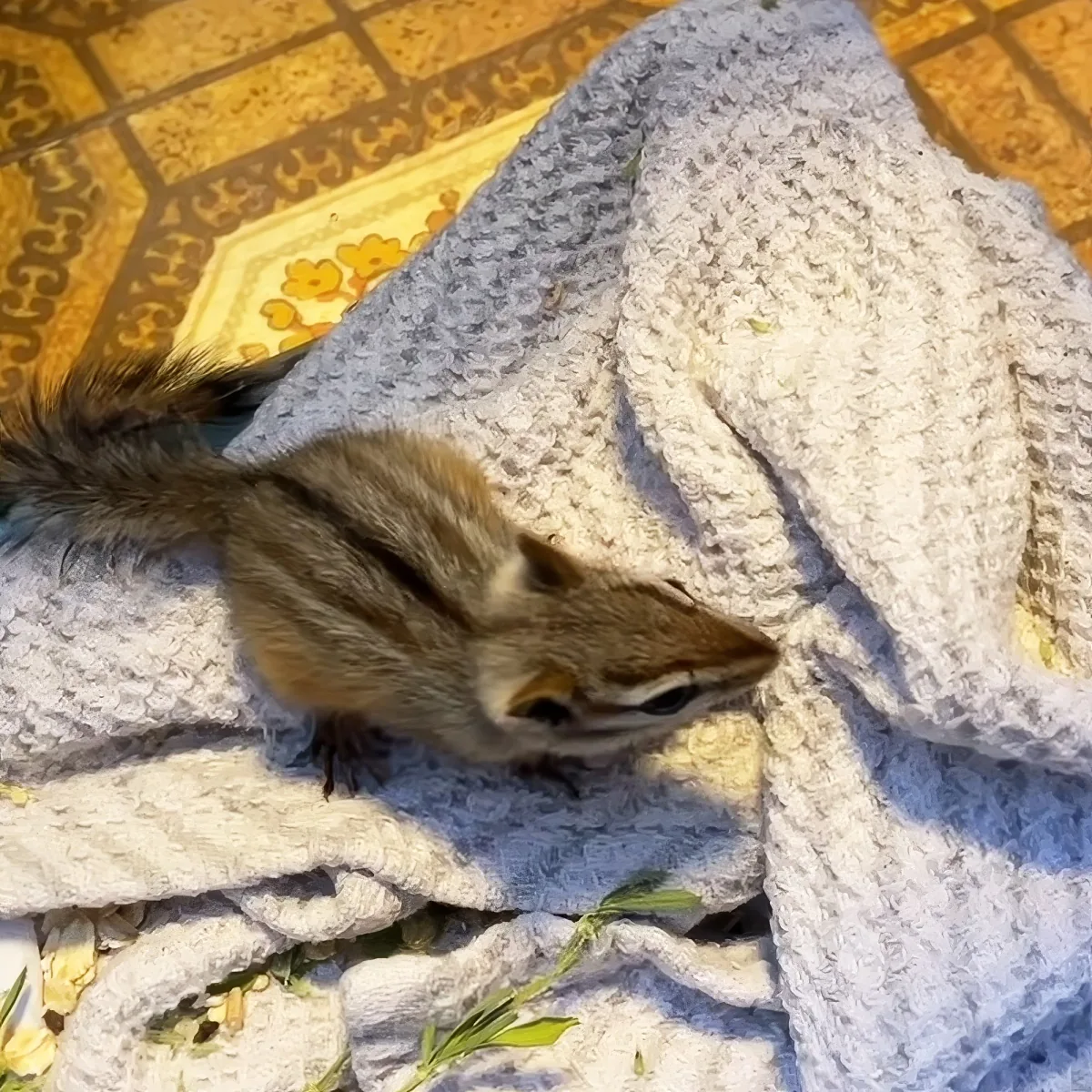 A chipmunk is nestled under a gray knitted blanket on a tiled floor, surrounded by scattered food bits.