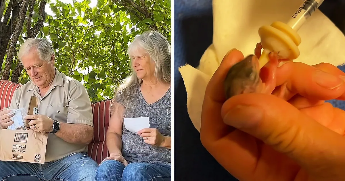 Senior Couple Help Baby Chipmunk Grow up Into a Healthy Adult