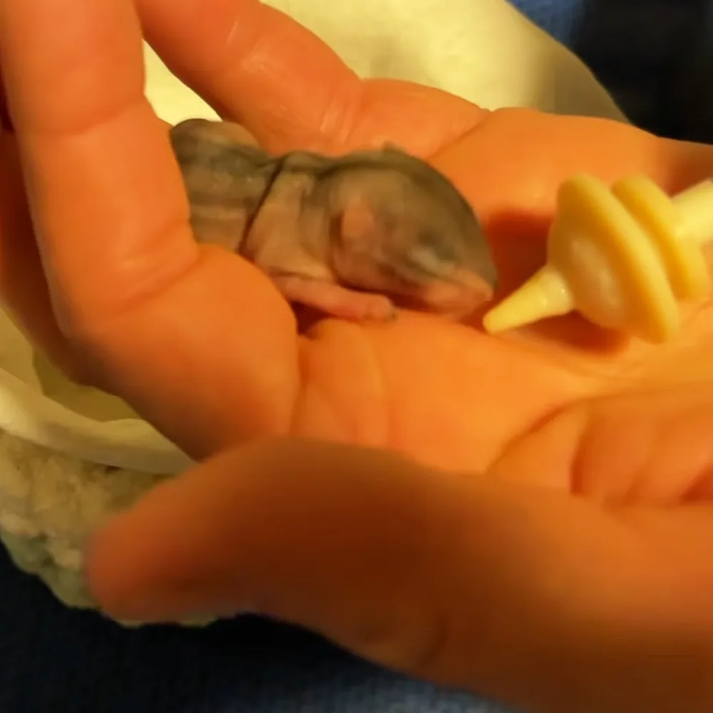 A tiny, gray-striped baby animal, possibly a mouse or hamster, is being held gently in someone's hands.