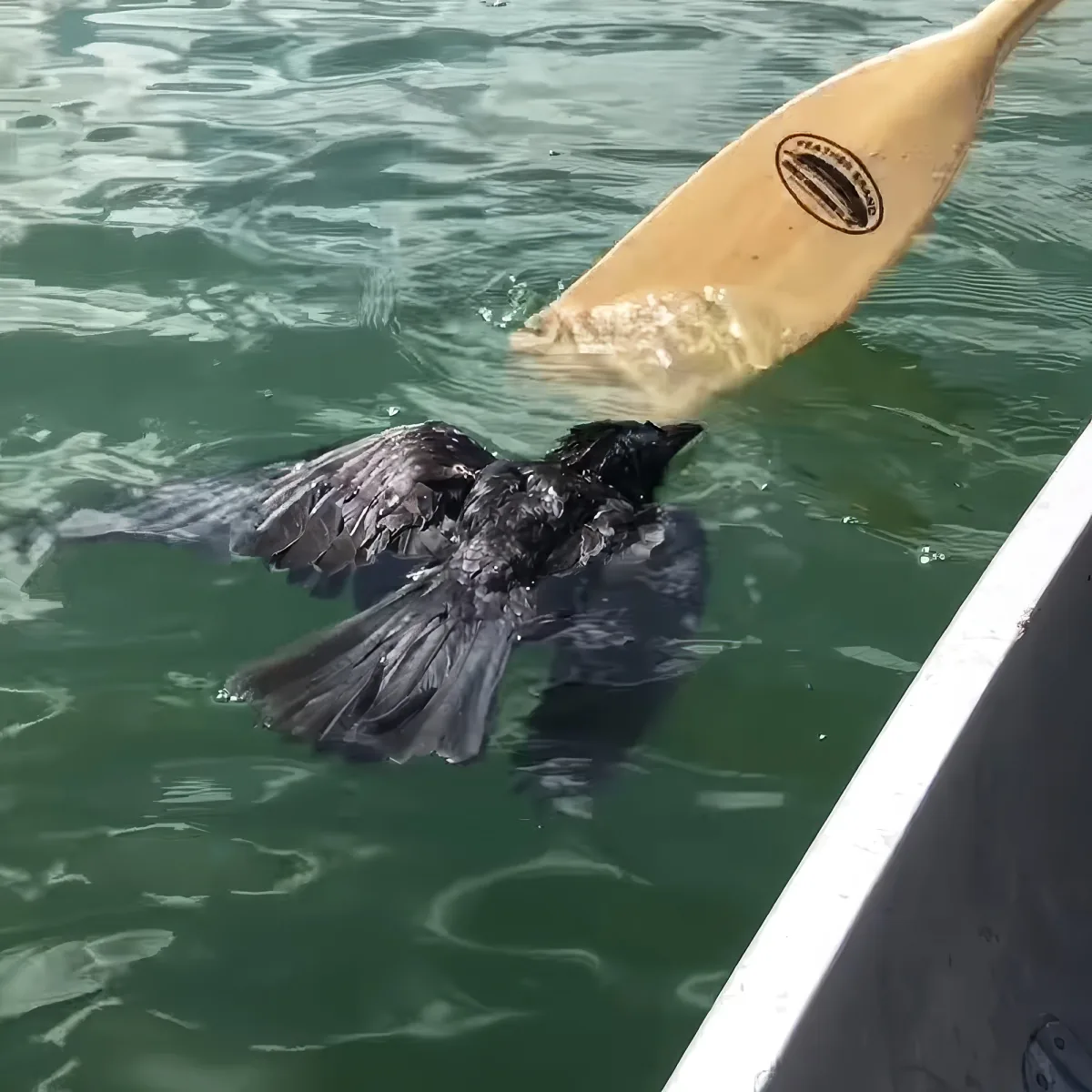 A black bird flaps its wings in the water near a kayak paddle.