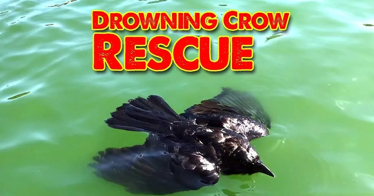 A black bird with spread wings floats on greenish water, creating ripples.