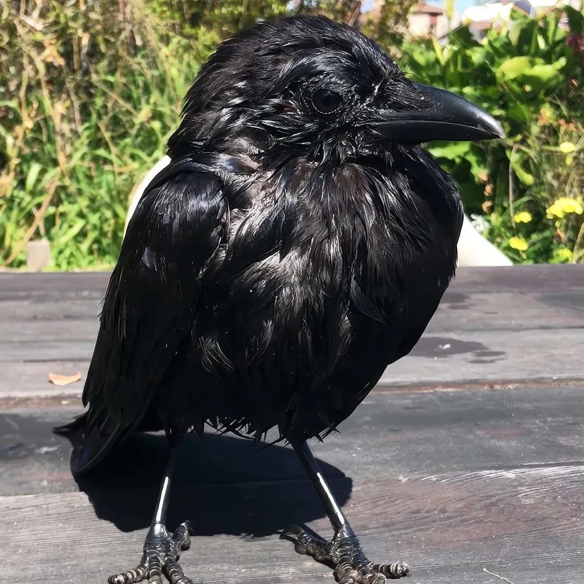 A black crow with wet feathers stands on a wooden surface, surrounded by greenery and sunlight.