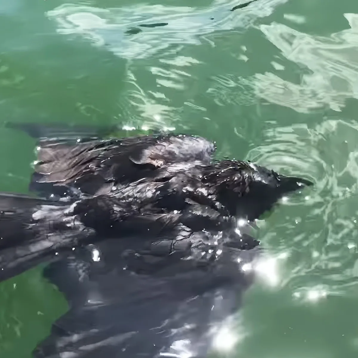 A wet, dark-furred animal, possibly an otter, is swimming in greenish water with ripples around it.