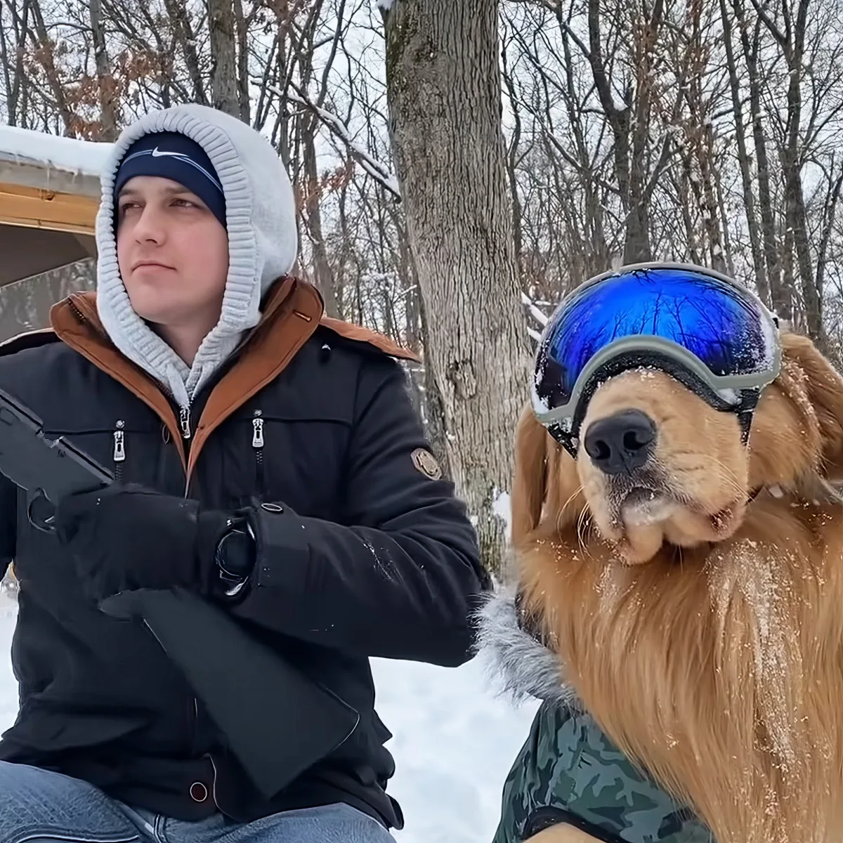 Golden Retriever Dog