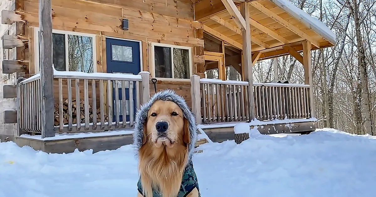 Golden Retriever Rents a Log Cabin in the Woods and Hilarity Ensues