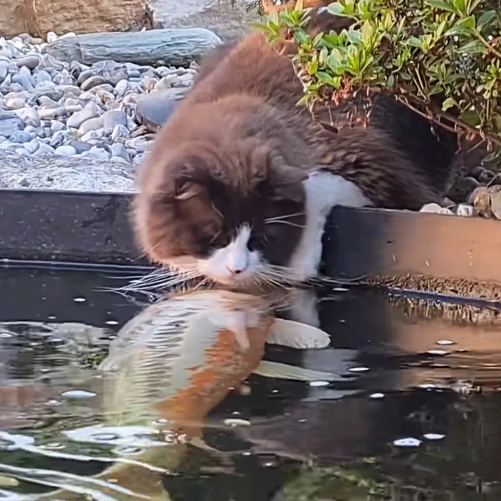 A cat is perched on a ledge, intently looking at a fish in the water below.