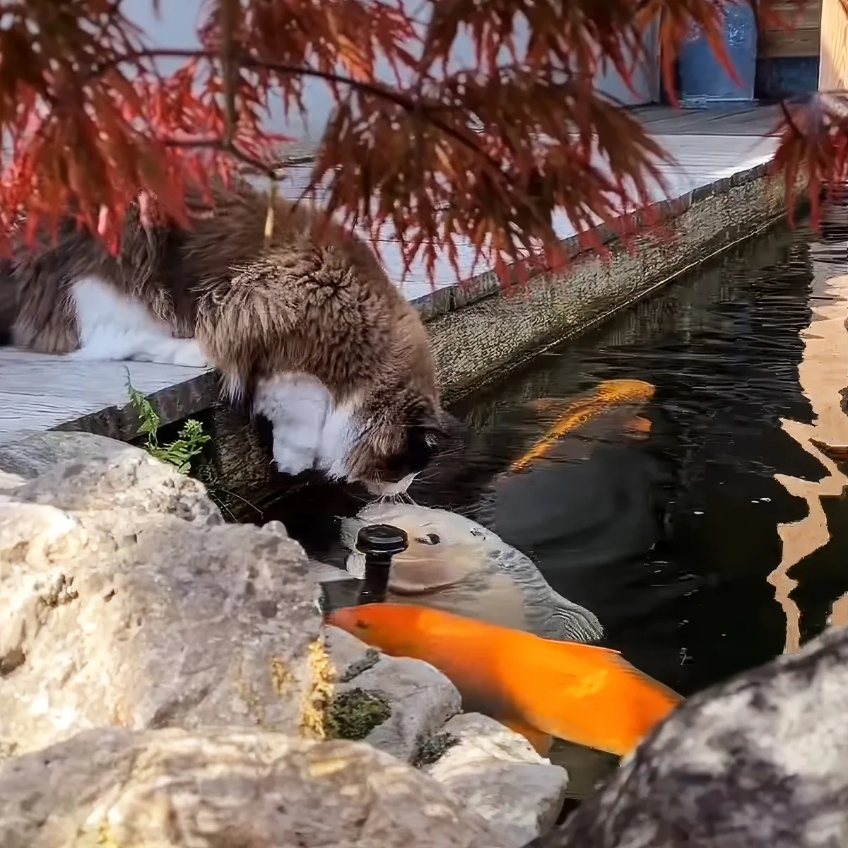 A fluffy cat curiously sniffs a pond with koi fish and red leaves above.