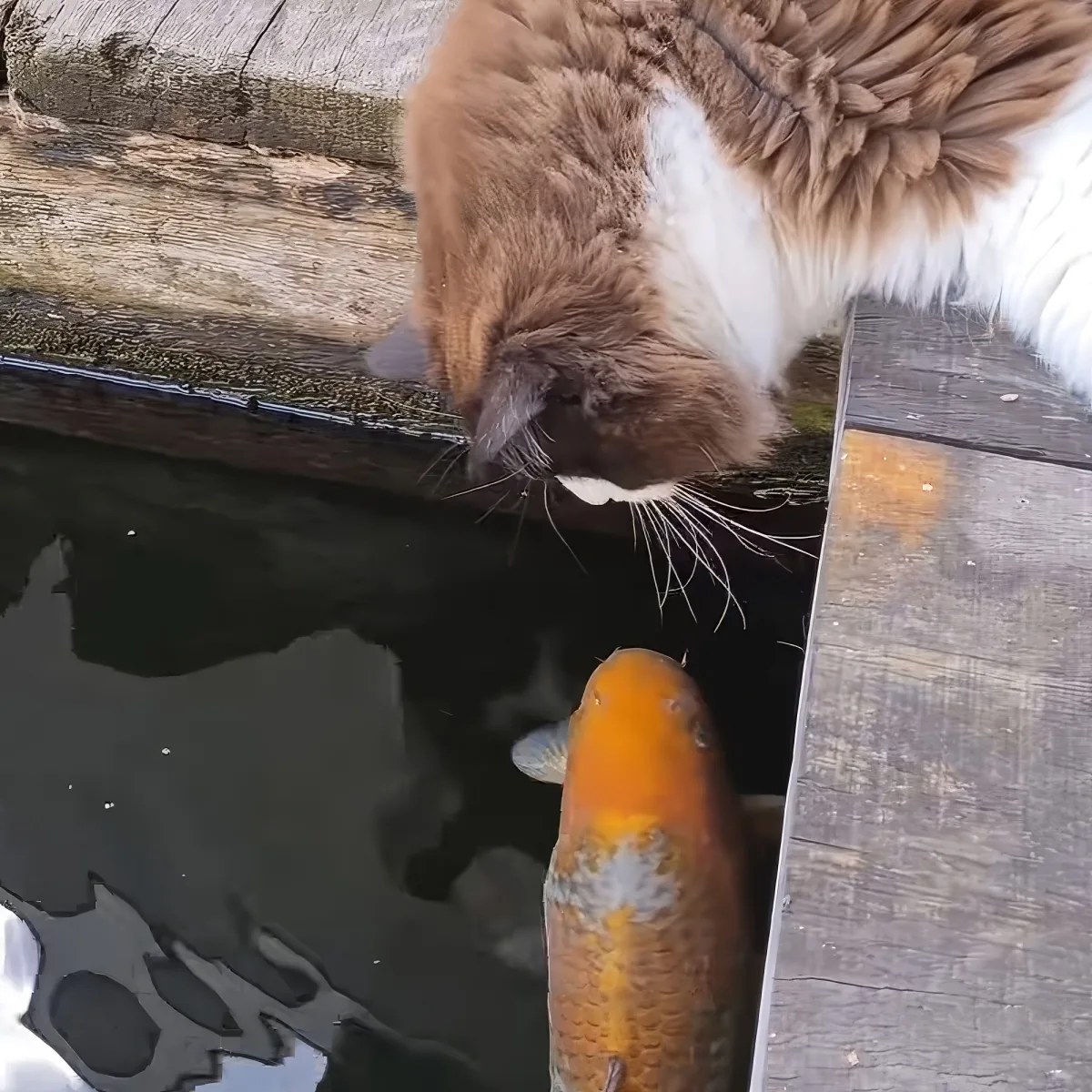 A fluffy orange and white cat is intently looking down at a large orange fish in a pond.