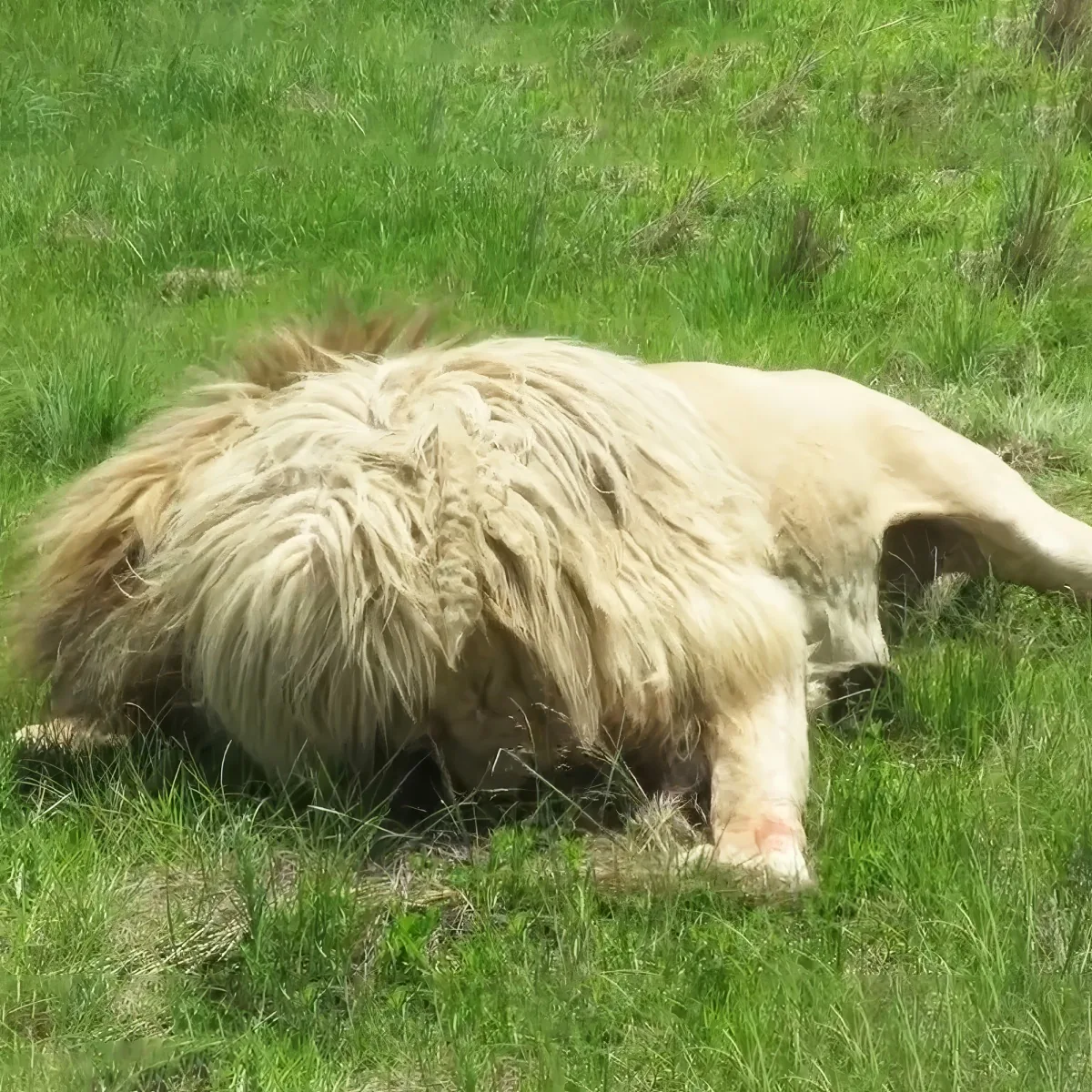 A fluffy white dog with a long tail is lying on its side in a grassy field.