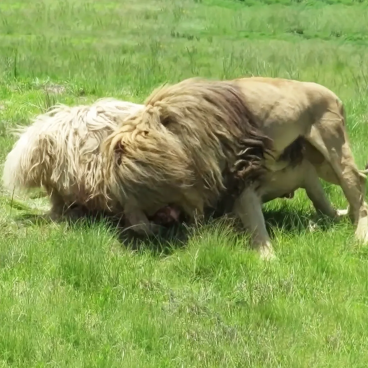 A lion with a bloody wound on its neck is walking in a grassy field.