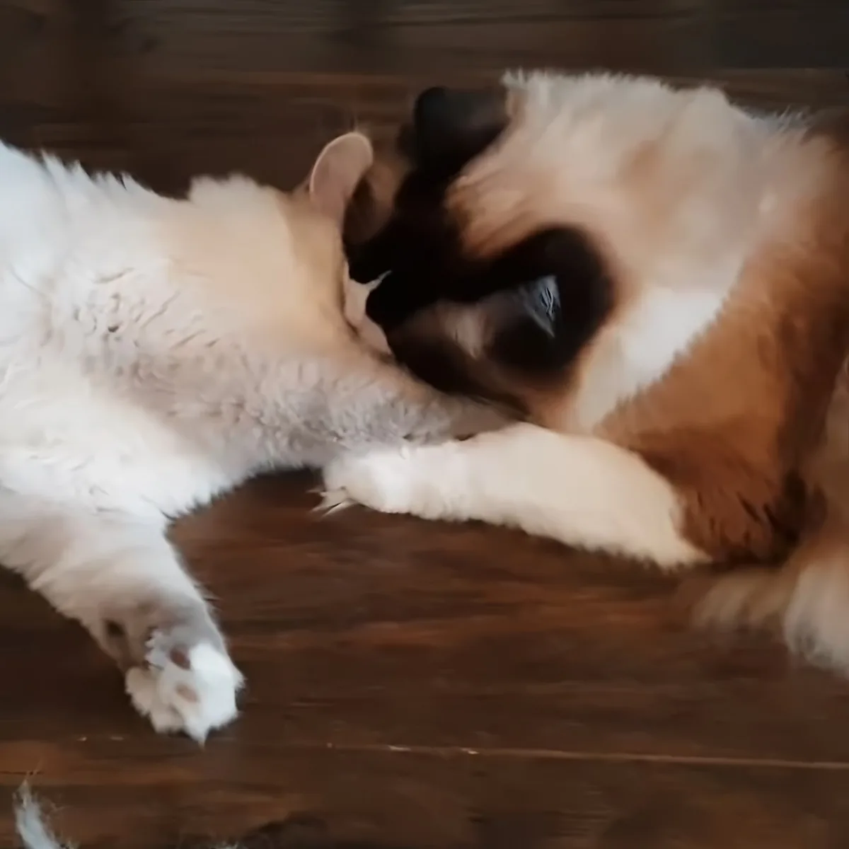 Two fluffy cats, one white and one brown, are playfully interacting on a wooden floor.