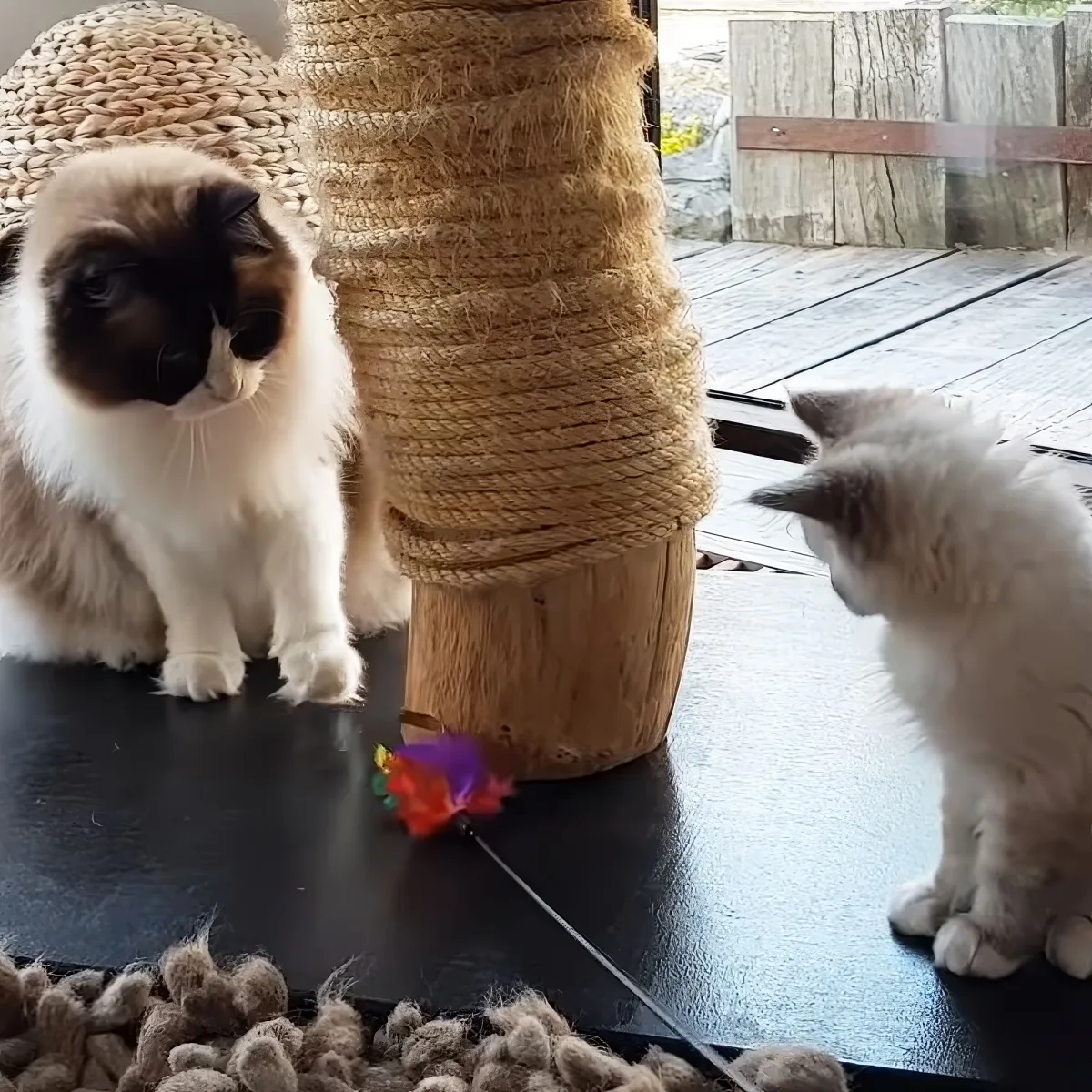 Two fluffy cats, one dark and one light, sit near a scratching post, one looking at a colorful toy.