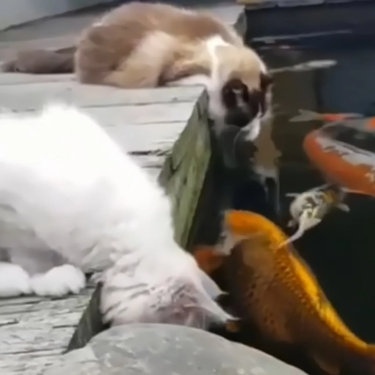 A white bird perches on a wooden surface near a fish tank with orange and black fish swimming nearby.